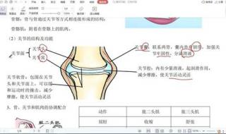 小作文《可爱的小动物》 关于动物的作文